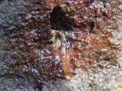Pachygrapsus