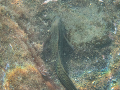 Parablennius parvicornis