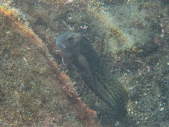 Parablennius parvicornis