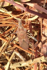 Leptoglossus corculus