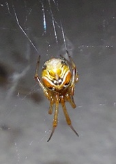 Parasteatoda lunata