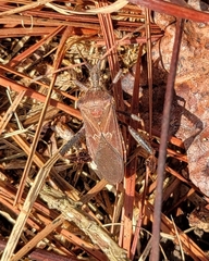 Leptoglossus corculus