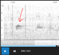 Coccothraustes vespertinus brooksi