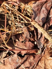 Leptoglossus corculus