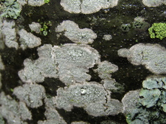 Lecanora carpinea