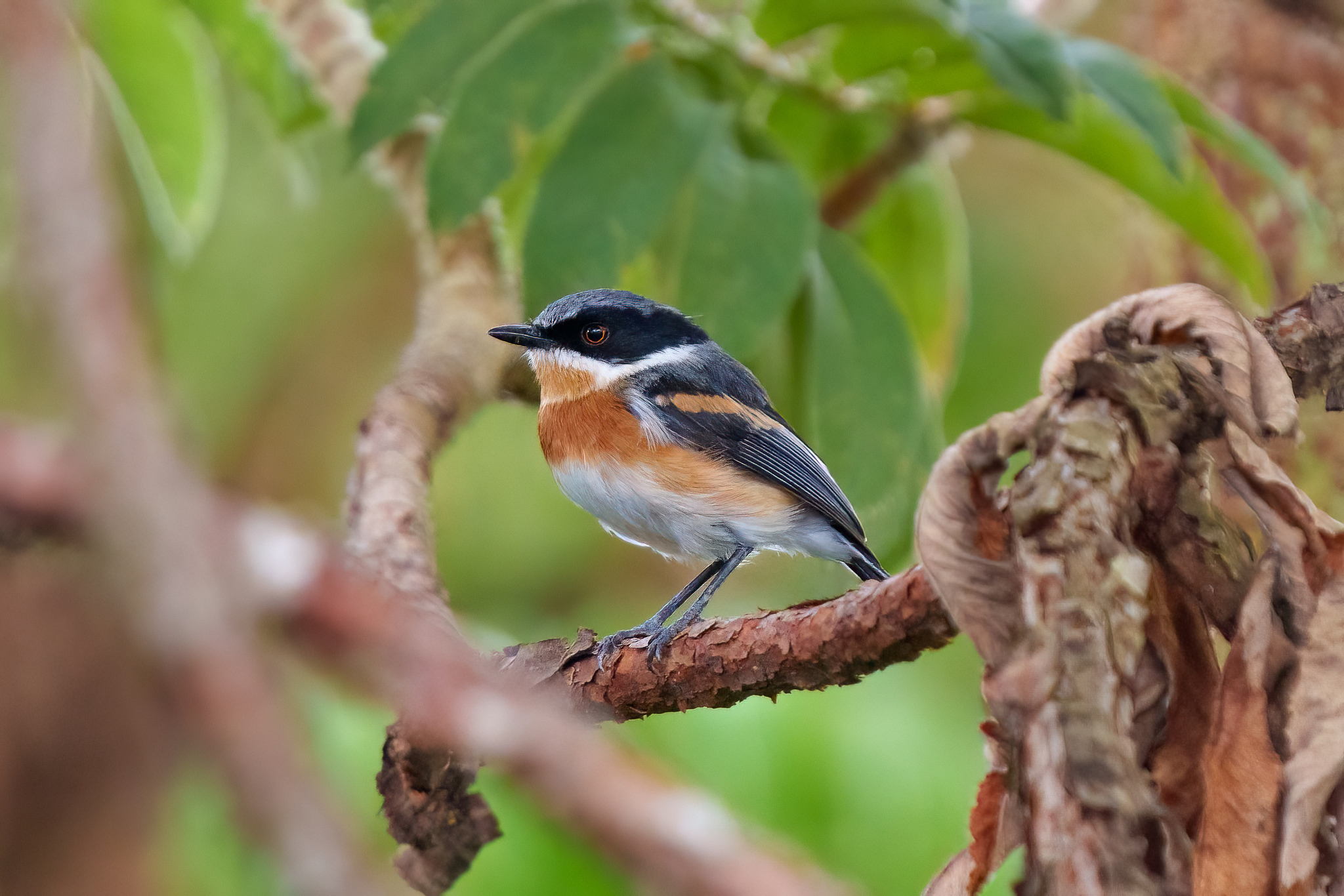 Malawi Batis illustration