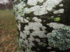 Lecanora carpinea