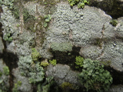 Lecanora carpinea