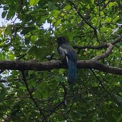 Trogon curucui