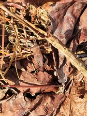 Leptoglossus corculus