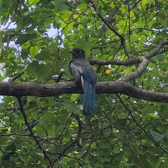 Trogon curucui