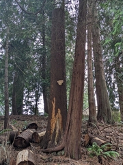Fungi
