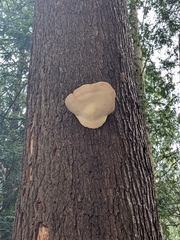 Fungi