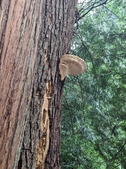 Fungi