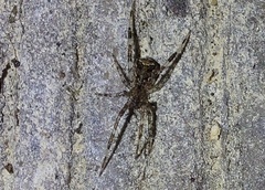 Episinus maculipes