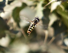 Austroscaeva occidentalis