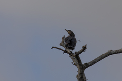 Phalacrocorax carbo