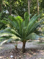 Cycas rumphii