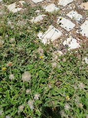 Tridax procumbens