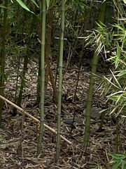 Phyllostachys nigra