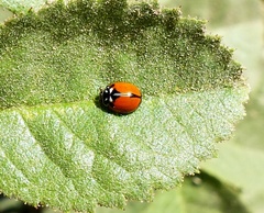 Adalia angulifera
