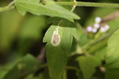 Calycomyza eupatorivora