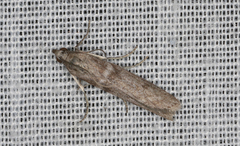 Cryptoblabes hemigypsa