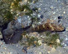 Cryptocentrus strigilliceps