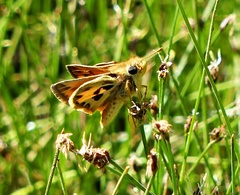 Hylephila fasciolata