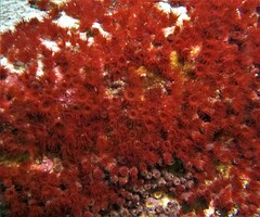 Hydrozoanthidae