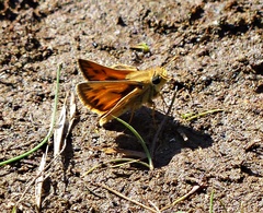 Hylephila fasciolata