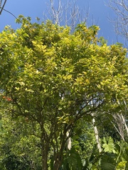 Handroanthus chrysanthus