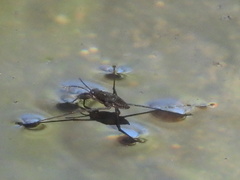 Aquarius chilensis
