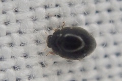 Stethorus pusillus