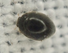 Stethorus pusillus