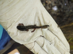 Ambystoma