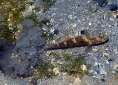 Cryptocentrus strigilliceps