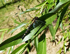 Neogomphus edenticulatus