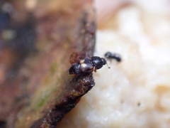 Carpophilus hemipterus