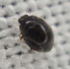 Stethorus pusillus