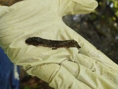 Ambystoma