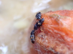 Carpophilus hemipterus