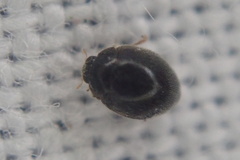 Stethorus pusillus