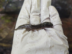 Ambystoma