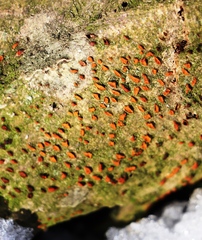 Nectria cinnabarina