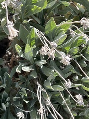 Pterocephalus lasiospermus