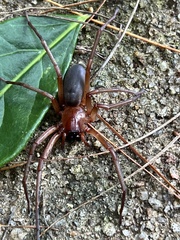 Paradiestus