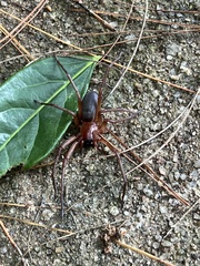 Paradiestus