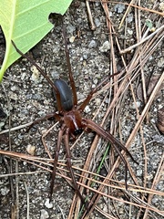 Paradiestus