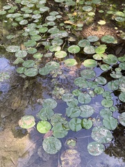 Nymphaea ampla